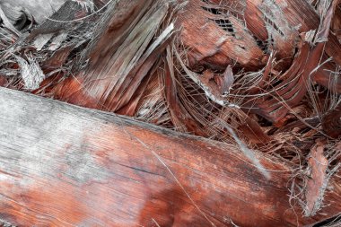 Ağaç kabuğunun dokusu