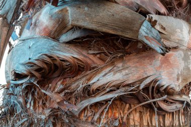 Ağaç kabuğunun dokusu