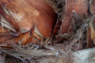 Ağaç kabuğunun dokusu