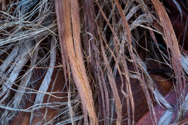 Ağaç kabuğunun dokusu