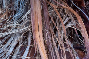 Ağaç kabuğunun dokusu