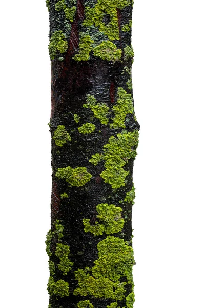 Zelená Textura Mechu Kmeni Stromu — Stock fotografie