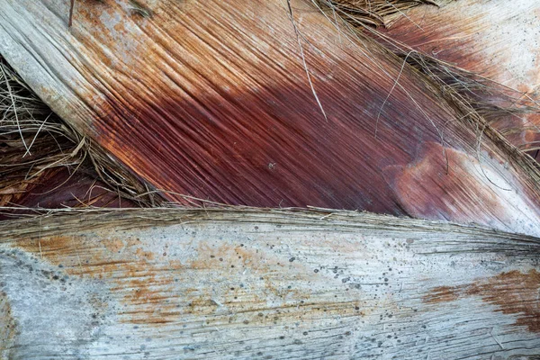 Tekstura Kory Drzew — Zdjęcie stockowe