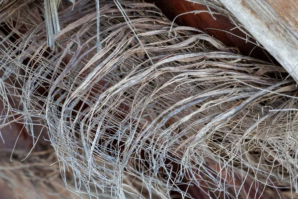 Textura Padrão Casca Árvore — Fotografia de Stock