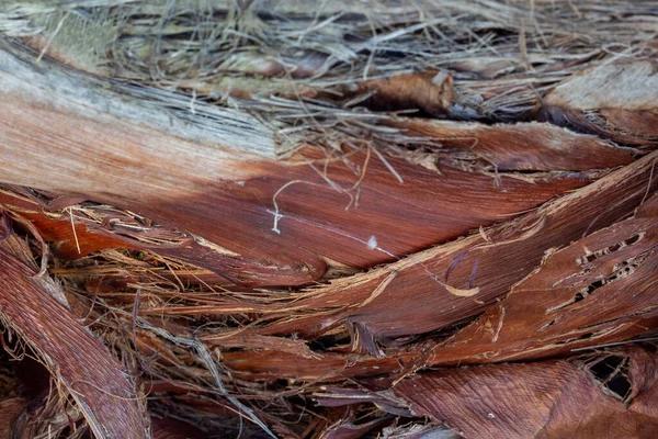 Texture Tree Bark — Stock Photo, Image