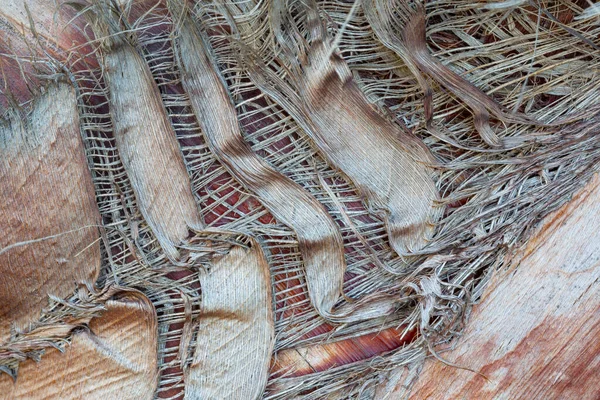 Textura Casca Árvore — Fotografia de Stock