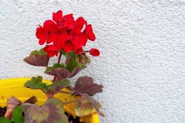 Duvarda kırmızı çiçekler