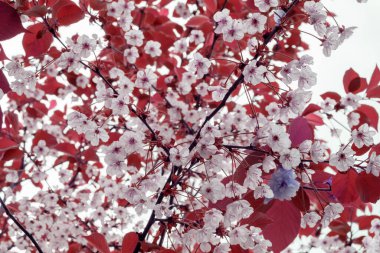 Bir dalda çiçek tomurcukları