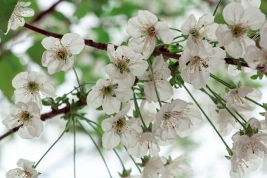 Bir dalda çiçek tomurcukları