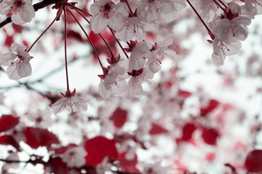 Bir dalda çiçek tomurcukları