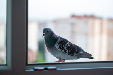 Çikolata parçacıklı kurabiyeleri kapatın.