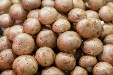 İstiridye ve istiridye mantarı.