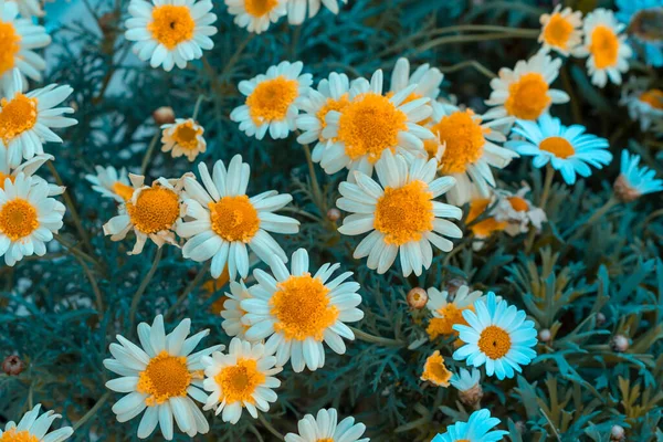 Lkbaharda Bir Dalda Çiçek Tomurcukları — Stok fotoğraf
