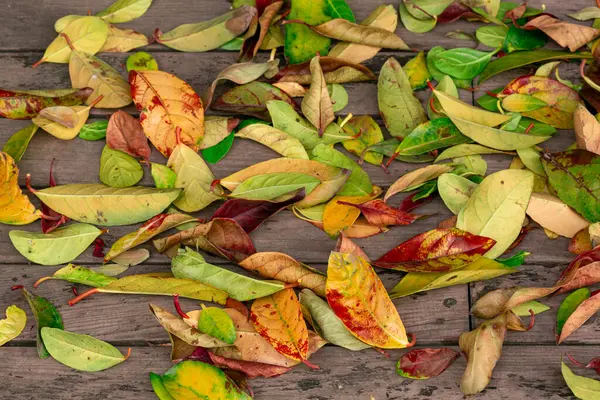 Herfst Bladeren Natuurlijke — Stockfoto