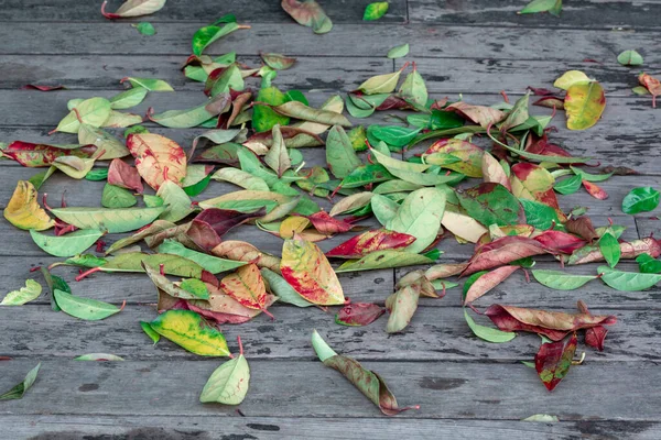 Herfst Bladeren Natuurlijke — Stockfoto