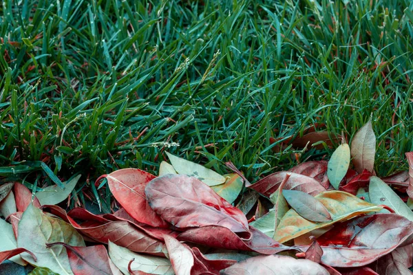 Folhas Outono Natural — Fotografia de Stock