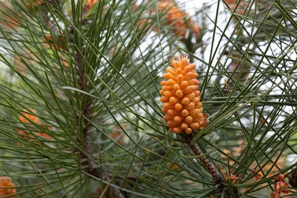 Blüten Auf Einem Zweig Frühling — Stockfoto