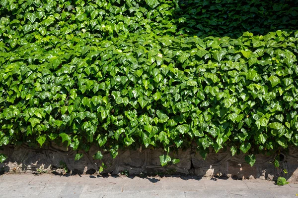 Green Leaves Wand Hintergrund — Stockfoto