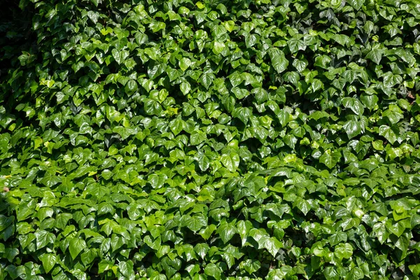 Зеленые Листья Стены Фона — стоковое фото