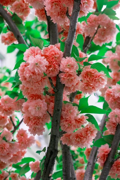 Buds Flowers Branch — Stock Photo, Image