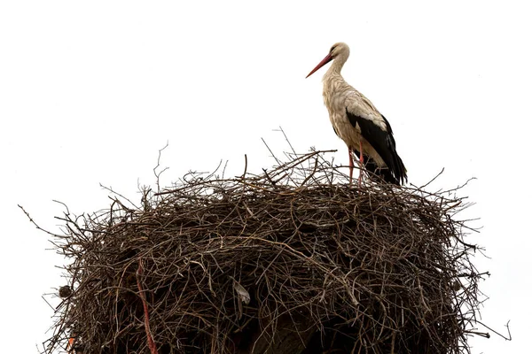 コウノトリの巣の隔離された白い背景 — ストック写真