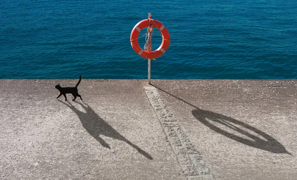 Kot Spacerujący Nad Morzem — Zdjęcie stockowe