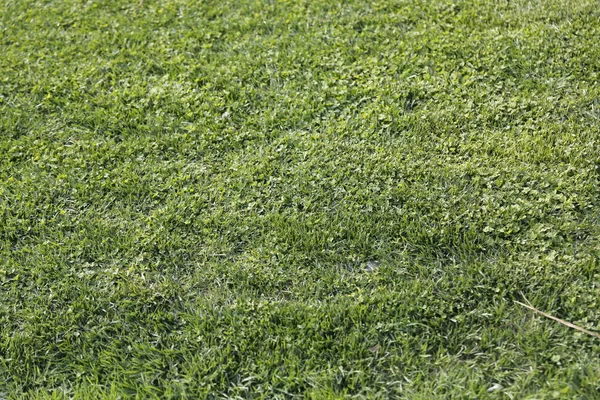 Натуральная Зеленая Текстура Травы Дороге — стоковое фото