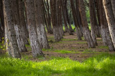 çeşitli ağaç gövdeleri ve yaprakları