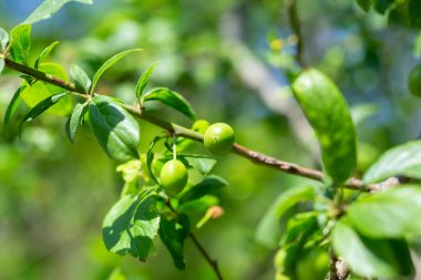 İlkbaharda bir dalda çiçek tomurcukları