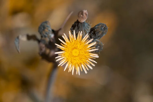 Blütenknospen Auf Einem Zweig Frühling — Stockfoto