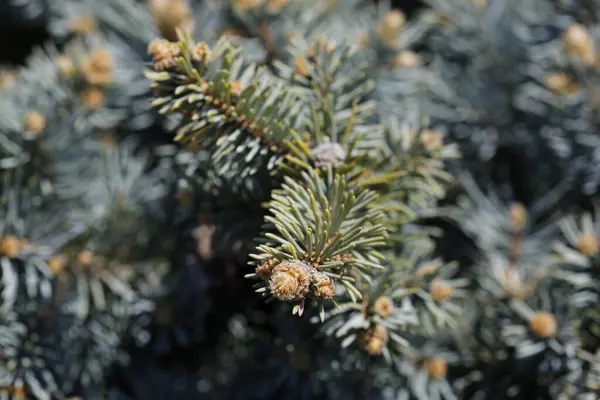 Bourgeons Fleurs Sur Une Branche Printemps — Photo