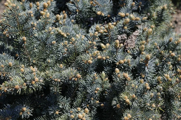 Blütenknospen Auf Einem Zweig Frühling — Stockfoto