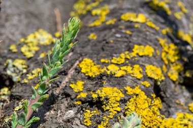 İlkbaharda bir dalda çiçek tomurcukları
