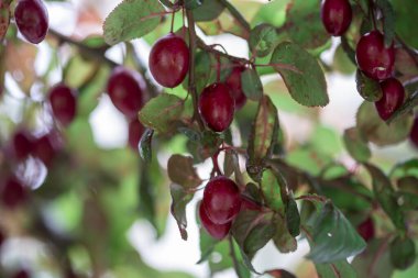 Kırmızı erik arkaplanını kapat 