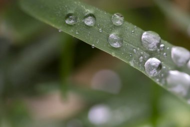 Yeşil yapraklı makro üzerinde şeffaf yağmur suyu damlaları