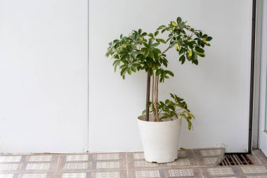 İlkbaharda bir dalda çiçek tomurcukları