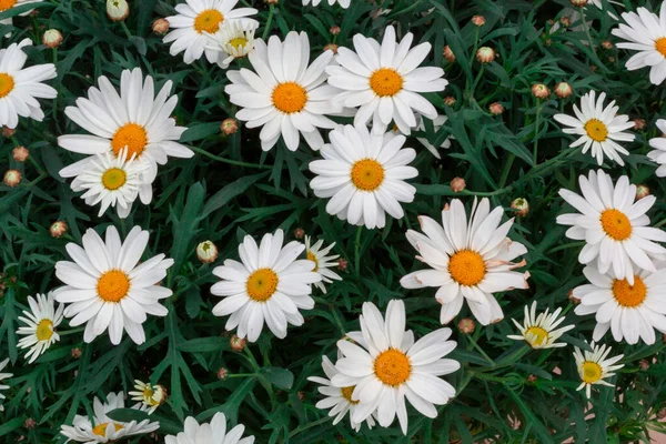 Blütenknospen Auf Einem Zweig Frühling — Stockfoto