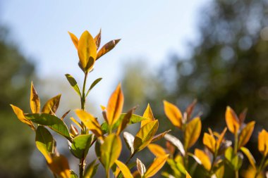 İlkbaharda bir dalda çiçek tomurcukları