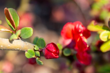 İlkbaharda bir dalda çiçek tomurcukları