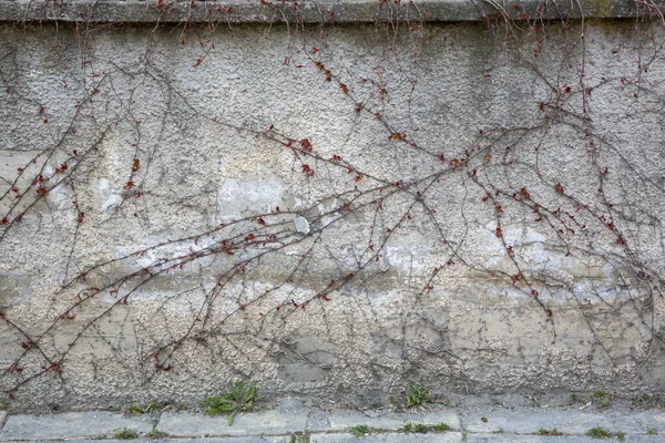 Climbing Fig Plant Brick Wall — Stock Photo, Image