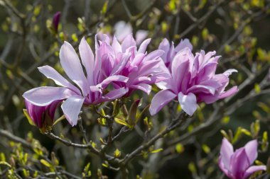 İlkbaharda bir dalda çiçek tomurcukları