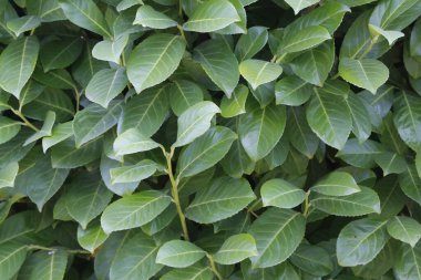 İlkbaharda bir dalda çiçek tomurcukları