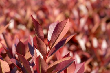 İlkbaharda bir dalda çiçek tomurcukları