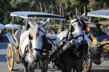 Princes Adaları 'nda at arabası ve arabacı.
