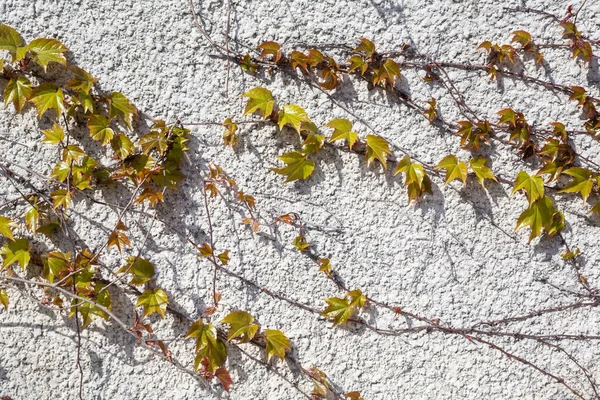 Kletterfeigenpflanze Ziegelmauer — Stockfoto