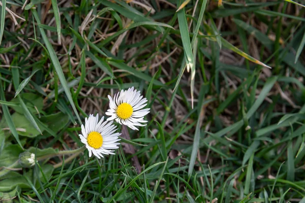 Blütenknospen Auf Einem Zweig Frühling — Stockfoto