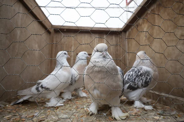 Kuş Pazarında Kafesler Satılık Stanbul Kuşlar — Stok fotoğraf