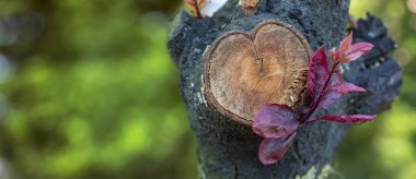 Bulanık doğa arka planında, ağaç dalındaki kırmızı tomurcuklanan bir çiçeği kapat.