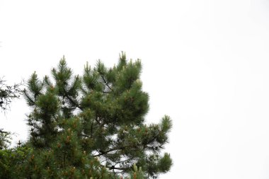 Beyaz arka planda izole ağaçlar, tasarım için kullanılan izole tropikal ağaçlar