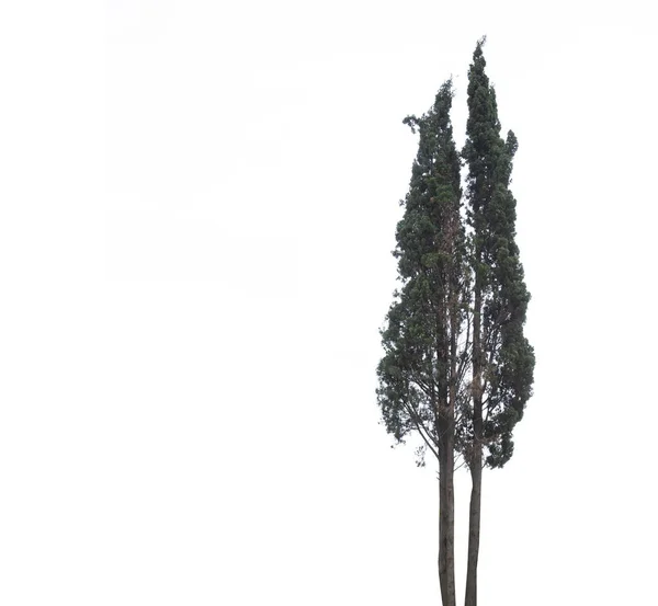 Bomen Geïsoleerd Witte Achtergrond Tropische Bomen Geïsoleerd Gebruikt Voorontwerp — Stockfoto